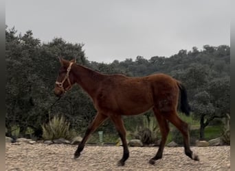 Sportivo Spagnolo / Sportivo della Spagna Mix, Stallone, 1 Anno, 165 cm, Baio