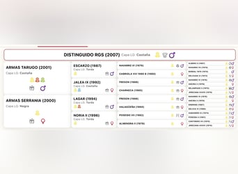 Sportivo Spagnolo / Sportivo della Spagna Mix, Stallone, 1 Anno, 165 cm, Baio