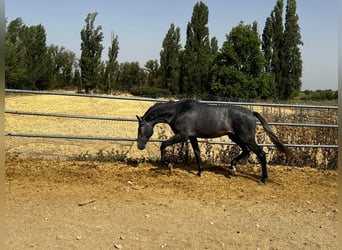 Sportivo Spagnolo / Sportivo della Spagna, Stallone, 2 Anni, 165 cm, Grigio