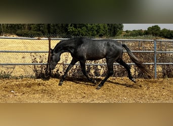 Sportivo Spagnolo / Sportivo della Spagna, Stallone, 2 Anni, 165 cm, Grigio