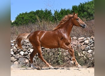 Sportivo Spagnolo / Sportivo della Spagna, Stallone, 2 Anni, 170 cm, Sauro