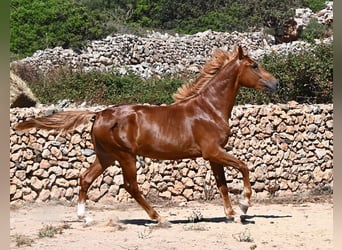 Sportivo Spagnolo / Sportivo della Spagna, Stallone, 2 Anni, 170 cm, Sauro