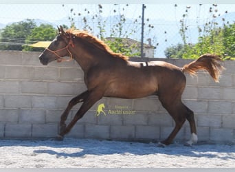 Sportivo Spagnolo / Sportivo della Spagna, Stallone, 3 Anni, 153 cm, Sauro scuro