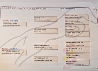 Sportivo Spagnolo / Sportivo della Spagna, Stallone, 5 Anni, 167 cm, Sauro