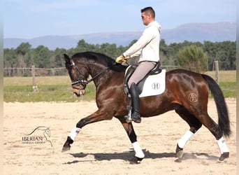 Sportivo Spagnolo / Sportivo della Spagna, Stallone, 6 Anni, 165 cm, Baio