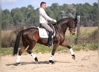 Sportivo Spagnolo / Sportivo della Spagna, Stallone, 6 Anni, 165 cm, Baio