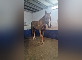 Sportivo Spagnolo / Sportivo della Spagna, Stallone, 6 Anni, 167 cm, Sauro