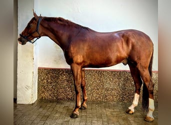 Sportivo Spagnolo / Sportivo della Spagna, Stallone, 6 Anni, 175 cm, Sauro