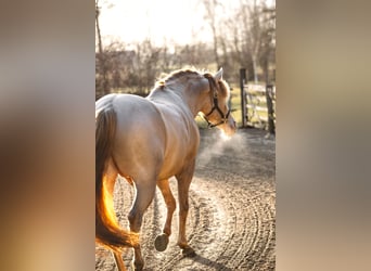 Sportivo Spagnolo / Sportivo della Spagna, Stallone, 10 Anni, 163 cm, Perlino