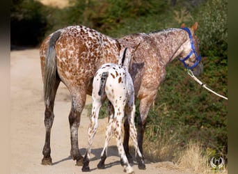 Sportivo Spagnolo / Sportivo della Spagna, Stallone, Puledri (07/2026), Leopard