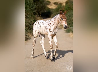 Sportivo Spagnolo / Sportivo della Spagna, Stallone, Puledri (07/2026), Leopard