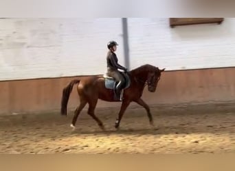 Sportivo Tedesco / Sportivo della Germania, Castrone, 11 Anni, 157 cm, Sauro scuro