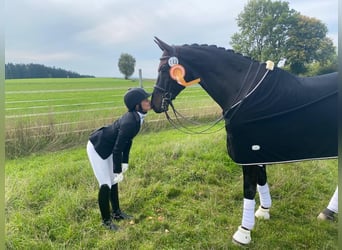 Sportivo Tedesco / Sportivo della Germania, Castrone, 11 Anni, 174 cm, Baio nero