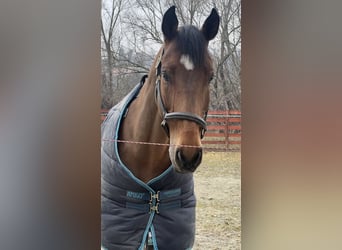 Sportivo Tedesco / Sportivo della Germania, Castrone, 11 Anni