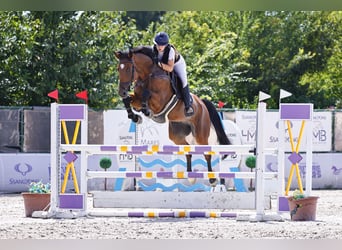 Sportivo Tedesco / Sportivo della Germania, Castrone, 11 Anni