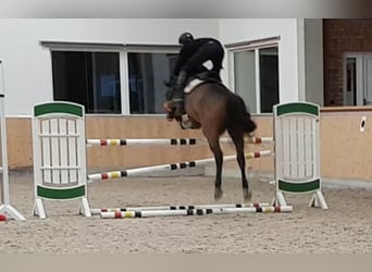 Sportivo Tedesco / Sportivo della Germania, Castrone, 12 Anni, 169 cm, Baio
