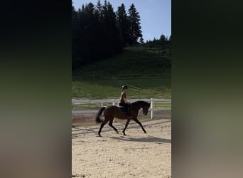 Sportivo Tedesco / Sportivo della Germania, Castrone, 3 Anni, 163 cm, Baio