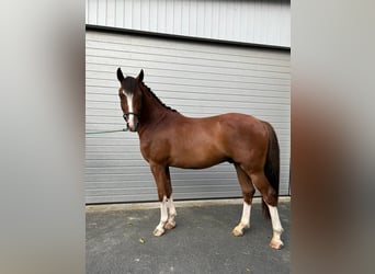 Sportivo Tedesco / Sportivo della Germania, Castrone, 3 Anni, 164 cm, Sauro scuro