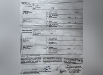 Sportivo Tedesco / Sportivo della Germania, Castrone, 3 Anni, 165 cm, Sauro