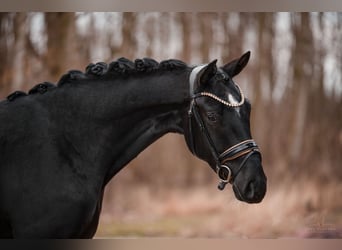 Sportivo Tedesco / Sportivo della Germania, Castrone, 3 Anni, 167 cm, Morello