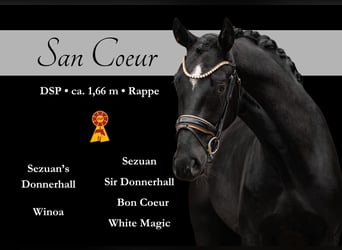 Sportivo Tedesco / Sportivo della Germania, Castrone, 3 Anni, 167 cm, Morello