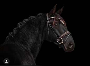 Sportivo Tedesco / Sportivo della Germania, Castrone, 3 Anni, 167 cm, Morello