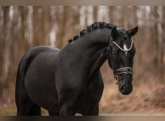 Sportivo Tedesco / Sportivo della Germania, Castrone, 3 Anni, 167 cm, Morello