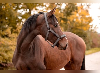 Sportivo Tedesco / Sportivo della Germania, Castrone, 4 Anni, 163 cm, Baio