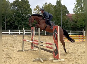 Sportivo Tedesco / Sportivo della Germania, Castrone, 4 Anni, 163 cm, Baio