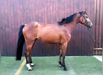 Sportivo Tedesco / Sportivo della Germania, Castrone, 4 Anni, 163 cm, Baio