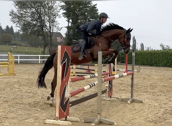 Sportivo Tedesco / Sportivo della Germania, Castrone, 4 Anni, 163 cm, Baio