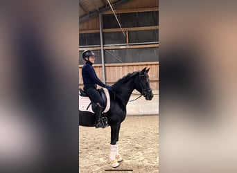Sportivo Tedesco / Sportivo della Germania, Castrone, 4 Anni, 170 cm, Morello