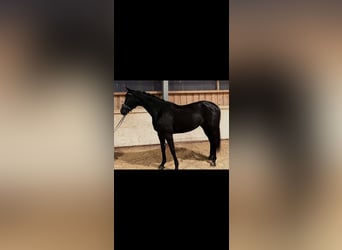 Sportivo Tedesco / Sportivo della Germania, Castrone, 4 Anni, 170 cm, Morello
