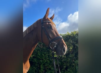 Sportivo Tedesco / Sportivo della Germania, Castrone, 4 Anni, 170 cm, Sauro
