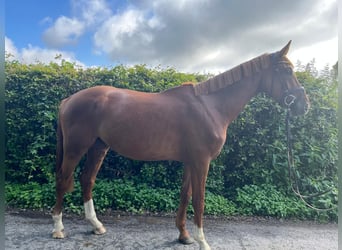 Sportivo Tedesco / Sportivo della Germania, Castrone, 4 Anni, 170 cm, Sauro