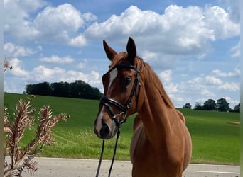 Sportivo Tedesco / Sportivo della Germania, Castrone, 4 Anni, 173 cm, Sauro