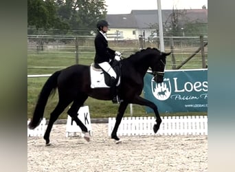 Sportivo Tedesco / Sportivo della Germania, Castrone, 4 Anni, 174 cm, Morello