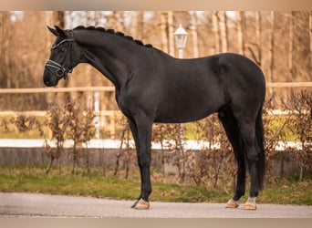 Sportivo Tedesco / Sportivo della Germania, Castrone, 4 Anni, 174 cm, Morello