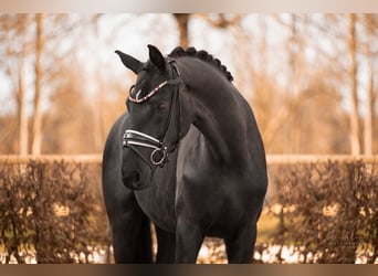 Sportivo Tedesco / Sportivo della Germania, Castrone, 4 Anni, 174 cm, Morello