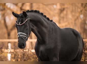 Sportivo Tedesco / Sportivo della Germania, Castrone, 4 Anni, 174 cm, Morello