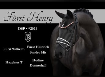 Sportivo Tedesco / Sportivo della Germania, Castrone, 4 Anni, 174 cm, Morello