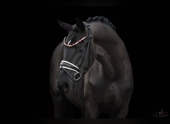 Sportivo Tedesco / Sportivo della Germania, Castrone, 4 Anni, 174 cm, Morello