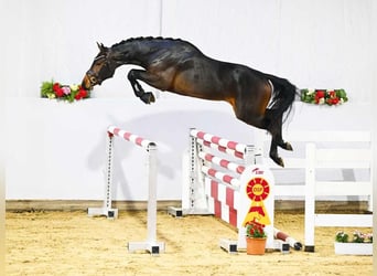 Sportivo Tedesco / Sportivo della Germania, Castrone, 4 Anni