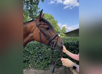 Sportivo Tedesco / Sportivo della Germania, Castrone, 5 Anni, 162 cm, Baio