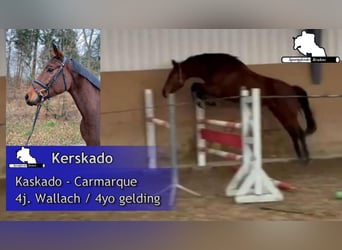 Sportivo Tedesco / Sportivo della Germania, Castrone, 5 Anni, 164 cm, Baio