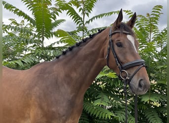 Sportivo Tedesco / Sportivo della Germania, Castrone, 5 Anni, 170 cm, Baio