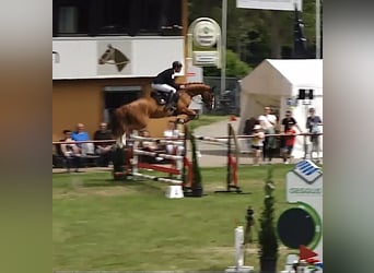 Sportivo Tedesco / Sportivo della Germania, Castrone, 6 Anni, 168 cm, Sauro