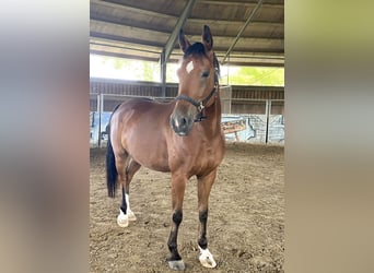 Sportivo Tedesco / Sportivo della Germania, Castrone, 6 Anni, 169 cm, Baio