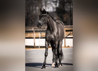 Sportivo Tedesco / Sportivo della Germania, Castrone, 6 Anni, 170 cm, Morello