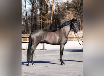 Sportivo Tedesco / Sportivo della Germania, Castrone, 6 Anni, 170 cm, Morello